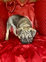 Bacon, a male French Bulldog for sale in Atlanta, GA – Photo 2 of 8