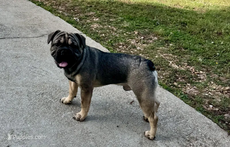 Bacon – French Bulldog puppy for sale in Atlanta, GA