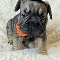 Bacon, a male French Bulldog for sale in Atlanta, GA – Photo 7 of 8