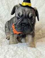 Bacon, a male French Bulldog for sale in Atlanta, GA – Photo 7 of 8