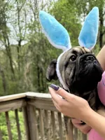 Bacon, a male French Bulldog for sale in Atlanta, GA – Photo 2 of 10