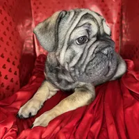 Bacon, a male French Bulldog for sale in Atlanta, GA – Photo 1 of 8