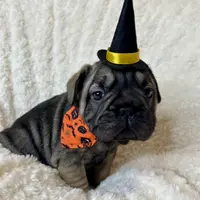 Bacon, a male French Bulldog for sale in Atlanta, GA – Photo 5 of 8