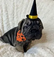 Bacon, a male French Bulldog for sale in Atlanta, GA – Photo 5 of 8