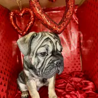 Bacon, a male French Bulldog for sale in Atlanta, GA – Photo 3 of 8