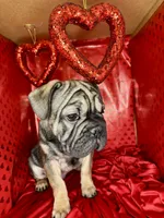 Bacon, a male French Bulldog for sale in Atlanta, GA – Photo 3 of 8
