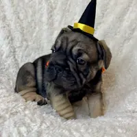 Bacon, a male French Bulldog for sale in Atlanta, GA – Photo 6 of 8