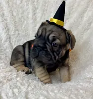 Bacon, a male French Bulldog for sale in Atlanta, GA – Photo 6 of 8