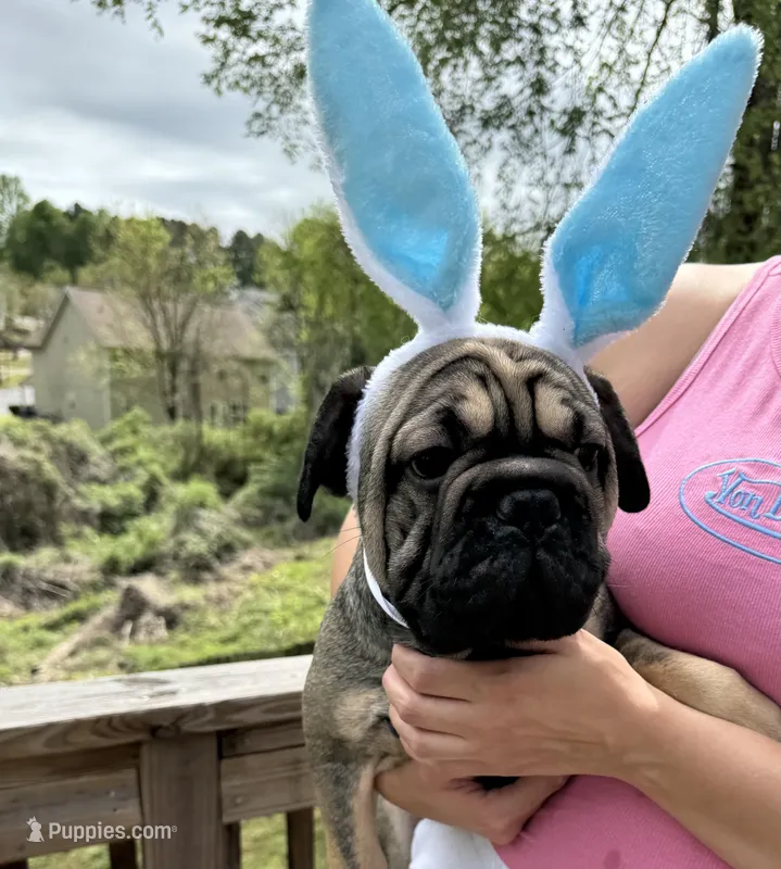 Bacon – French Bulldog puppy for sale in Atlanta, GA