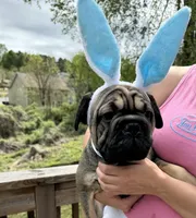 Bacon, a male French Bulldog for sale in Atlanta, GA – Photo 1 of 10