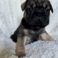 Bacon, a male French Bulldog for sale in Atlanta, GA – Photo 8 of 8