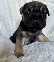 Bacon, a male French Bulldog for sale in Atlanta, GA – Photo 8 of 8