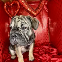 Bacon, a male French Bulldog for sale in Atlanta, GA – Photo 4 of 8