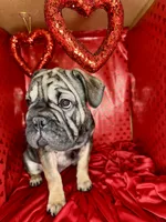 Bacon, a male French Bulldog for sale in Atlanta, GA – Photo 4 of 8
