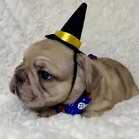 Biscuit, a female French Bulldog for sale in Atlanta, GA – Photo 6 of 8