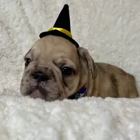 Biscuit, a female French Bulldog for sale in Atlanta, GA – Photo 5 of 8