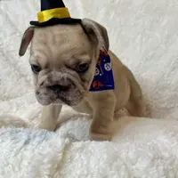 Biscuit, a female French Bulldog for sale in Atlanta, GA – Photo 7 of 8