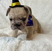 Biscuit, a female French Bulldog for sale in Atlanta, GA – Photo 7 of 8