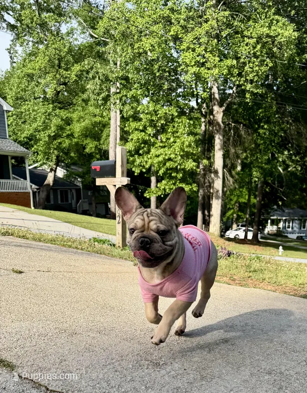 Biscuit – French Bulldog puppy for sale in Atlanta, GA