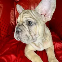 Biscuit, a female French Bulldog for sale in Atlanta, GA – Photo 2 of 8