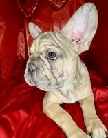 Biscuit, a female French Bulldog for sale in Atlanta, GA – Photo 2 of 8