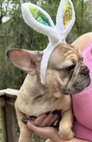 Biscuit, a female French Bulldog for sale in Atlanta, GA – Photo 2 of 9