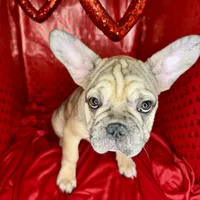 Biscuit, a female French Bulldog for sale in Atlanta, GA – Photo 1 of 8