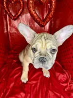 Biscuit, a female French Bulldog for sale in Atlanta, GA – Photo 1 of 8