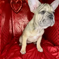 Biscuit, a female French Bulldog for sale in Atlanta, GA – Photo 4 of 8