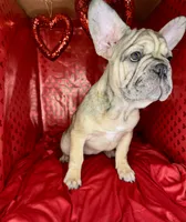 Biscuit, a female French Bulldog for sale in Atlanta, GA – Photo 4 of 8