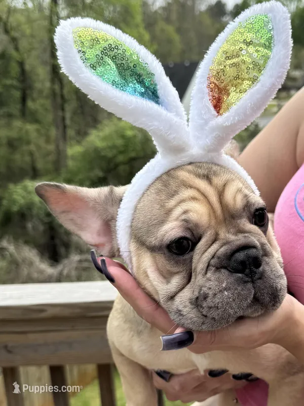 Biscuit – French Bulldog puppy for sale in Atlanta, GA