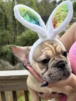 Biscuit, a female French Bulldog for sale in Atlanta, GA – Photo 1 of 9