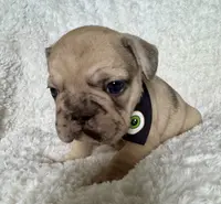 Biscuit, a female French Bulldog for sale in Atlanta, GA – Photo 8 of 8