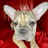 Biscuit, a female French Bulldog for sale in Atlanta, GA – Photo 3 of 8