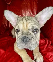 Biscuit, a female French Bulldog for sale in Atlanta, GA – Photo 3 of 8