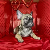 Grits, a male French Bulldog for sale in Atlanta, GA – Photo 2 of 7
