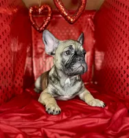 Grits, a male French Bulldog for sale in Atlanta, GA – Photo 2 of 7