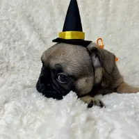 Grits, a male French Bulldog for sale in Atlanta, GA – Photo 5 of 7