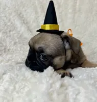 Grits, a male French Bulldog for sale in Atlanta, GA – Photo 5 of 7