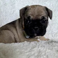 Grits, a male French Bulldog for sale in Atlanta, GA – Photo 7 of 7