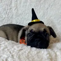 Grits, a male French Bulldog for sale in Atlanta, GA – Photo 4 of 7