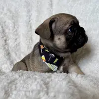 Grits, a male French Bulldog for sale in Atlanta, GA – Photo 6 of 7