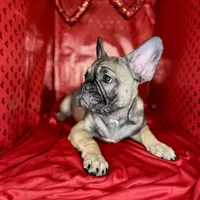 Grits, a male French Bulldog for sale in Atlanta, GA – Photo 3 of 7