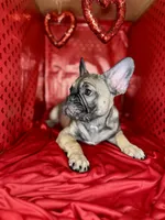 Grits, a male French Bulldog for sale in Atlanta, GA – Photo 3 of 7