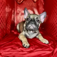 Grits, a male French Bulldog for sale in Atlanta, GA – Photo 1 of 7