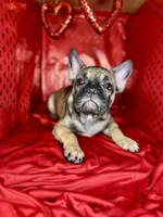 Grits, a male French Bulldog for sale in Atlanta, GA – Photo 1 of 7