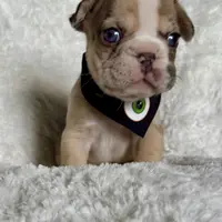 Muffin, a female French Bulldog for sale in Atlanta, GA – Photo 7 of 7