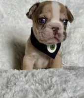 Muffin, a female French Bulldog for sale in Atlanta, GA – Photo 7 of 7