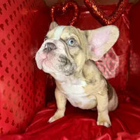 Muffin, a female French Bulldog for sale in Atlanta, GA – Photo 2 of 7