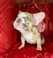 Muffin, a female French Bulldog for sale in Atlanta, GA – Photo 2 of 7
